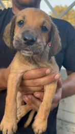 Pup 8, Dieren en Toebehoren, Particulier, Rabiës (hondsdolheid), 15 weken tot 1 jaar, Reu