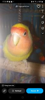 Agapornis tam, Dieren en Toebehoren, Geslacht onbekend, Dwergpapegaai of Agapornis, Tam