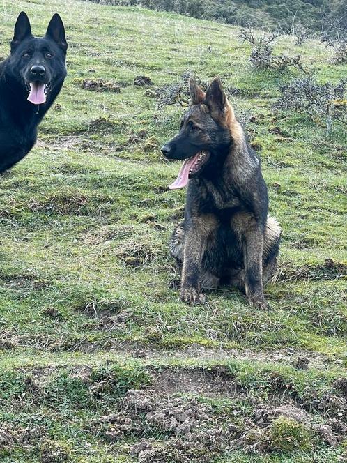 Duitse herder werklijn pup, Dieren en Toebehoren, Honden | Herdershonden en Veedrijvers, Teef, Herder, Fokker | Hobbymatig, Eén hond