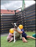 Amerikaanse stafford dekreu, Eén hond, 3 tot 5 jaar, Nederland, Particulier