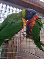 Mooi koppel lori van de blauwe bergen, Meerdere dieren, Papegaai, Geringd