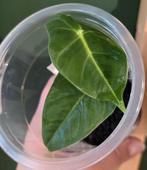 Alocasia aanbieding!, Ophalen of Verzenden, Overige soorten, Minder dan 100 cm