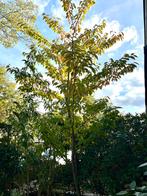 Japanse sierkers: Prunus serrulata 'Kanzan' 3 meter hoog, Ophalen, Lente, Halfschaduw, Overige soorten