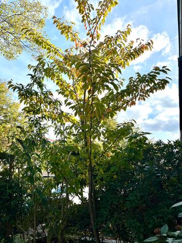 Japanse sierkers: Prunus serrulata 'Kanzan' 3 meter hoog beschikbaar voor biedingen