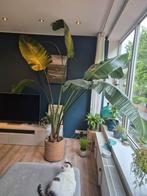 Strelizia Nicolai | Paradijsvogel plant | 3 meter, Huis en Inrichting, Kamerplanten, Ophalen, 200 cm of meer, Overige soorten