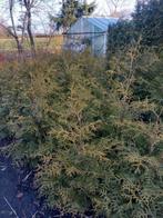 Thuja Brabant Conifeer - Ideaal voor een mooie haag!, Ophalen of Verzenden, Conifeer, Haag, 100 tot 250 cm