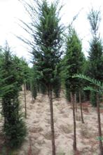 Taxus, Tuin en Terras, Taxus, Ophalen, 100 tot 250 cm