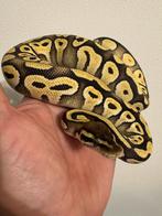 Ball Python Mojave 66% Het Genetic Stripe 0.1, Dieren en Toebehoren, Slang