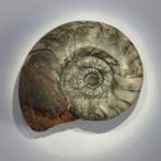 Ammoniet: Platyclymenia quenstedti, Verzamelen, Mineralen en Fossielen, Ophalen of Verzenden, Fossiel