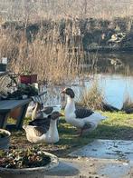 Ganzen, Dieren en Toebehoren, Meerdere dieren