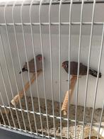 Zebravinken charcoal, Meerdere dieren