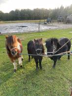 Mooie gezonde Shetlanders merries, Dieren en Toebehoren, Merrie, Gechipt, A pony (tot 1.17m), 3 tot 6 jaar