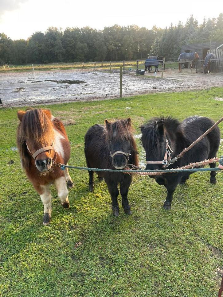 Mooie gezonde Shetlanders merries richtprijs zie tekst, Dieren en Toebehoren, Pony's, Merrie, Onbeleerd, A pony (tot 1.17m), Recreatiepony