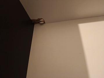 Ikea Besta lade, front en deur grijsbruin - afbeelding 2