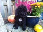 mini labradoodle, Dieren en Toebehoren, Rabiës (hondsdolheid), Overige rassen, 8 tot 15 weken, Meerdere