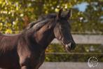 ️‍Aanhankelijke lieve 2 jarige Friese merrie te koop️‍, Dieren en Toebehoren, Paarden, Merrie, Dressuurpaard, Ontwormd