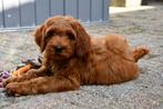 Australian Labradoodle pups uit geteste ouders, Dieren en Toebehoren, Nederland, CDV (hondenziekte), 8 tot 15 weken, Meerdere