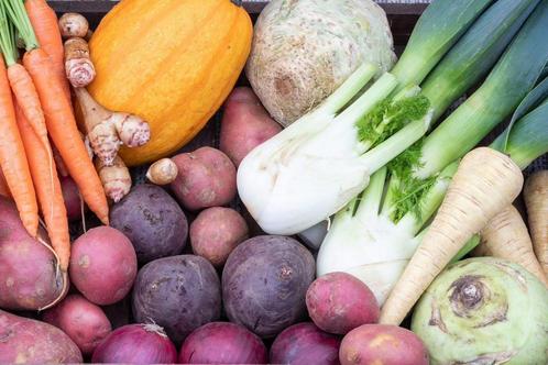 Moestuin planten diverse soorten, Tuin en Terras, Planten | Tuinplanten, Eenjarig, Groenteplanten, Volle zon, Zomer, Ophalen of Verzenden