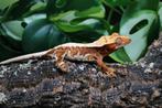 Red lilly white wimpergekko vrouw, Hagedis