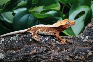 Red lilly white wimpergekko vrouw  beschikbaar voor biedingen