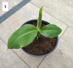 Jonge musa (bananenplant) 2x, Ophalen, Overige soorten, Minder dan 100 cm
