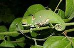 Op zoek naar: Lappen kameleon  (Chamaeleo dilepis), Dieren en Toebehoren, Reptielen en Amfibieën, 0 tot 2 jaar