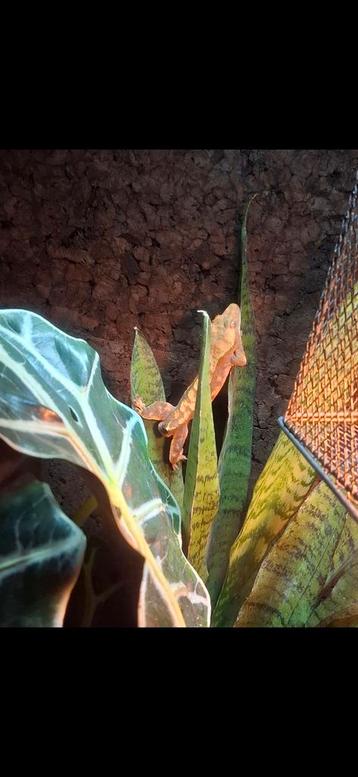 Wimpergekko harlequin beschikbaar voor biedingen