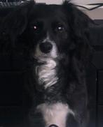Lief baasje voor hollin, 6 jaar of ouder, Particulier, Rabiës (hondsdolheid), Buitenland