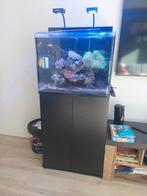 Blue marine 120 zeeaquarium, Dieren en Toebehoren, Vissen | Aquaria en Toebehoren, Ophalen, Gebruikt, Leeg aquarium