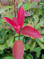 Photinia red Robin- Glansmispel 5 ltr pot, Tuin en Terras, Ophalen, Overige soorten, Struik, Minder dan 100 cm