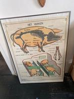 Hebri Didactische Schoolplaat - Het Varken, Antiek en Kunst, Antiek | Schoolplaten, Ophalen, Natuur en Biologie