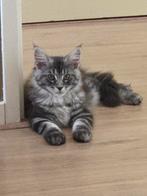Nog 3 maine coon kittens te koop . Mogen al verhuizen!, Meerdere dieren, Ingeënt
