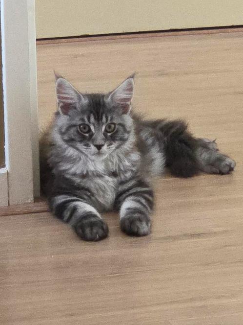 Nog 3 maine coon kittens te koop . Mogen al verhuizen!, Dieren en Toebehoren, Katten en Kittens | Raskatten | Langhaar, Meerdere dieren