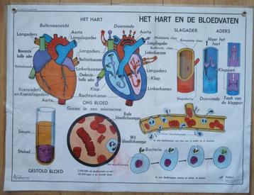Oude schoolplaat m het hart en de bloedvaten beschikbaar voor biedingen