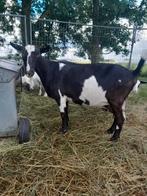 Geiten cw, Dieren en Toebehoren, Schapen, Geiten en Varkens, Vrouwelijk, Geit