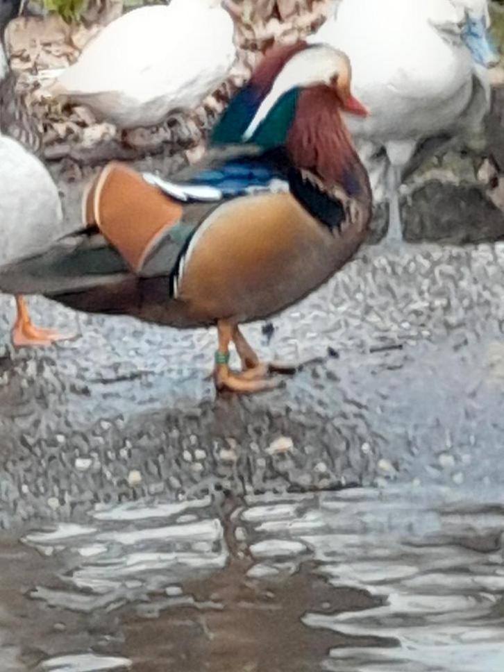 Diverse soorten siereenden, Dieren en Toebehoren, Pluimvee, Eend, Meerdere dieren