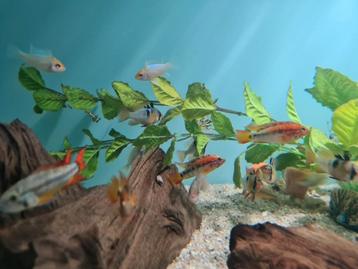 Apistogramma Macmasteri Red Mask, dwergcichliden beschikbaar voor biedingen
