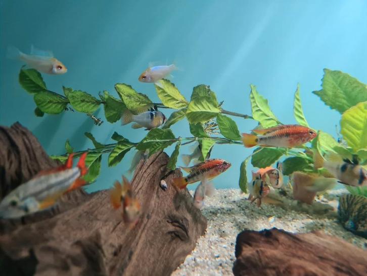 Apistogramma Macmasteri Red Mask, dwergcichliden, Dieren en Toebehoren, Vissen | Aquariumvissen, Zoetwatervis, Vis