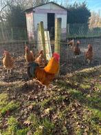 6 bruine Lohmann kippen, Vrouwelijk, Kip