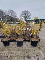 Hamamelis 'Arnold Promise' Toverhazelaar, Winter, Overige soorten, 100 tot 250 cm, Ophalen