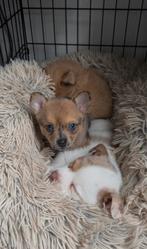 Pomchi x mini pincher pomchi, Dieren en Toebehoren, Rabiës (hondsdolheid), Overige rassen, 8 tot 15 weken, Teef