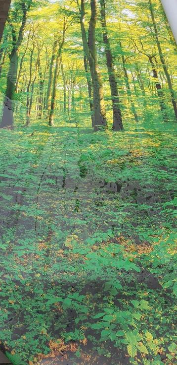 Boslandschap Print beschikbaar voor biedingen