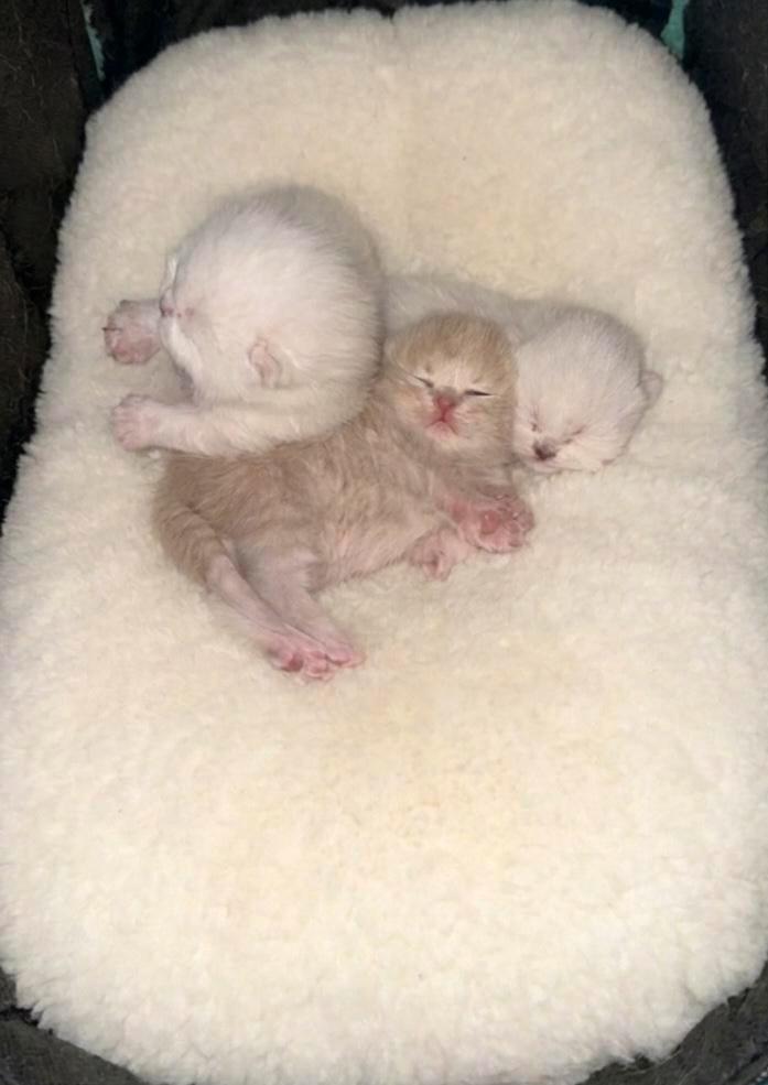 Zeldzame Britse Lynxpoint kittens, Dieren en Toebehoren, Katten en Kittens | Raskatten | Korthaar, Meerdere dieren