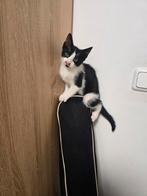 2 schattige kittens  mogen per direct het nestje verlaten, Dieren en Toebehoren, Katten en Kittens | Overige Katten