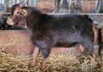 Mooie DWERGBOK  Chocolade TAN!!, Dieren en Toebehoren, Schapen, Geiten en Varkens, Mannelijk, Geit, 0 tot 2 jaar