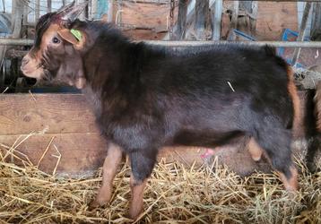 Mooie DWERGBOK  Chocolade TAN!! beschikbaar voor biedingen