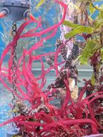 Nakweek Zeepaardjes 10/11 CM Hippocampus erectus, Vis, Zoutwatervis