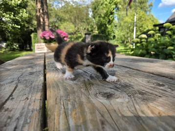 Lieve kittens  beschikbaar voor biedingen