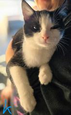 Mooi zeer lief sociale kittens 16 weken zwart en zwart/wit, Meerdere dieren, Kortharig, 0 tot 2 jaar