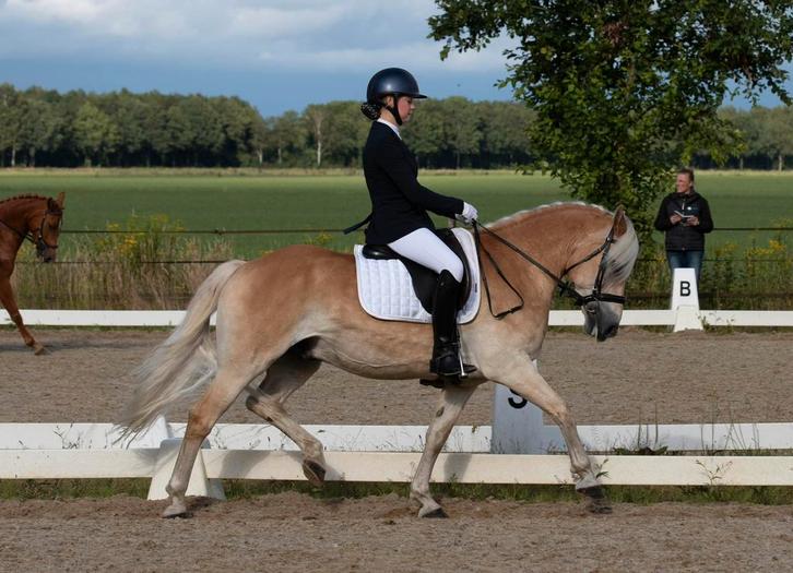 Haflinger ruin - Stan (Standing Ovation), Dieren en Toebehoren, Paarden, Ruin, M, Minder dan 160 cm, 11 jaar of ouder, Recreatiepaard